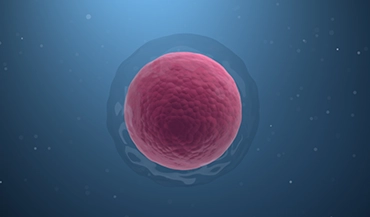 Embryo freezing