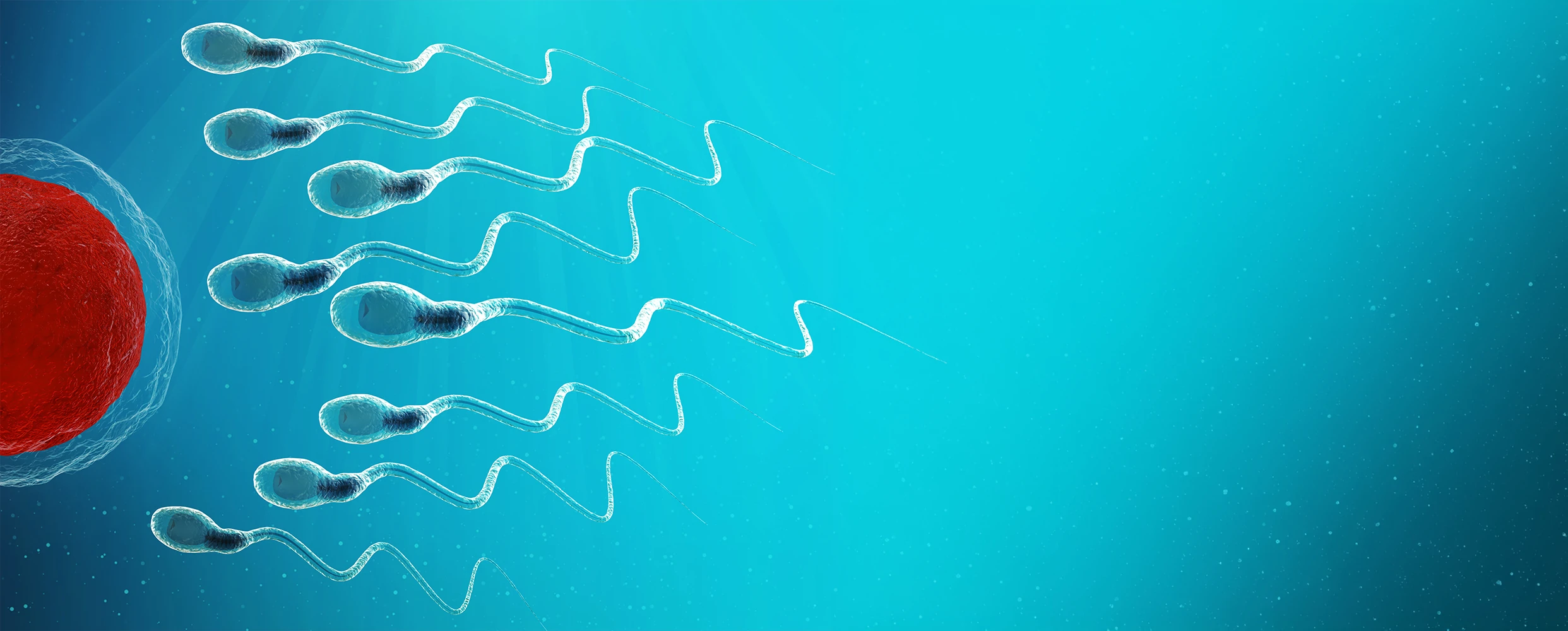 Sperm Dysfunction